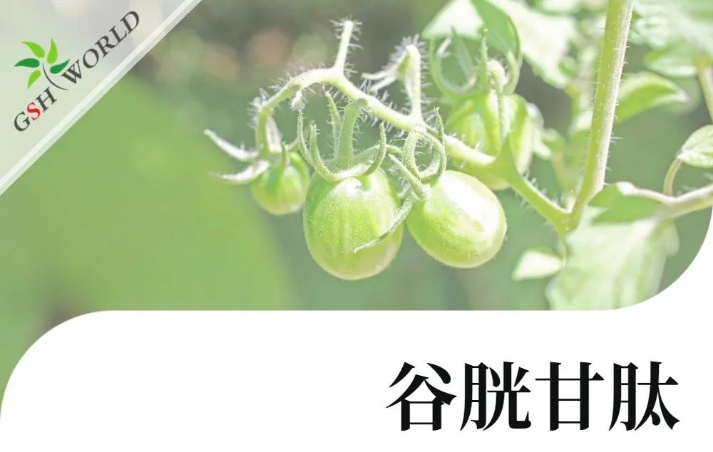 行業(yè)關(guān)注 - 谷胱甘肽可提高茄屬茄品種低溫脅迫的耐受性