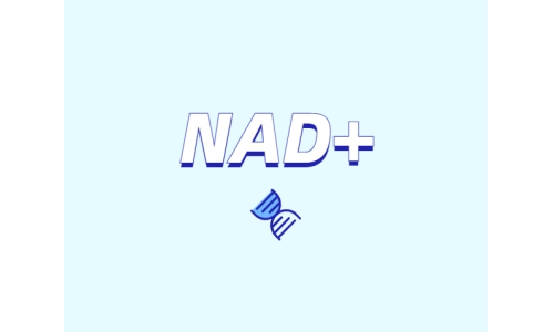 選擇NMN還是NR？